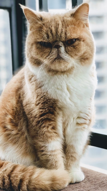 HomePage TrustedVeterinarians